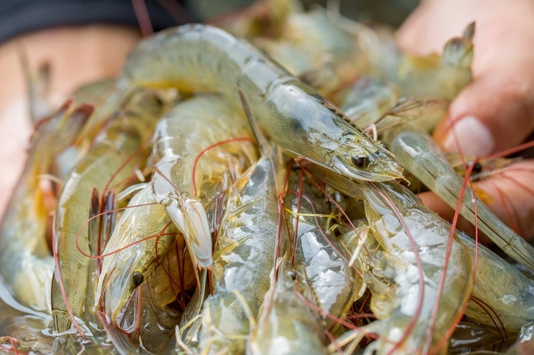 Camarão em alta