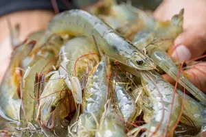 Camarão em alta (Foto: Reprodução)