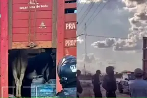 Caminhão com 20 animais foi apreendido em Chapadinha (MA); trio de Campo Maior é investigado (Foto: Divulgação)