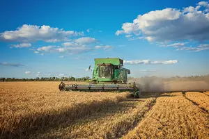 Plantação de soja (Foto: Reprodução)