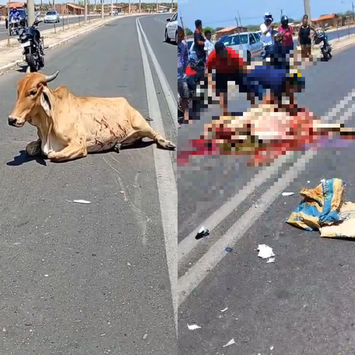 Vaca do acidente foi esquartejada