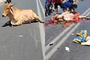 Vaca do acidente foi esquartejada (Foto: Redes Sociais)
