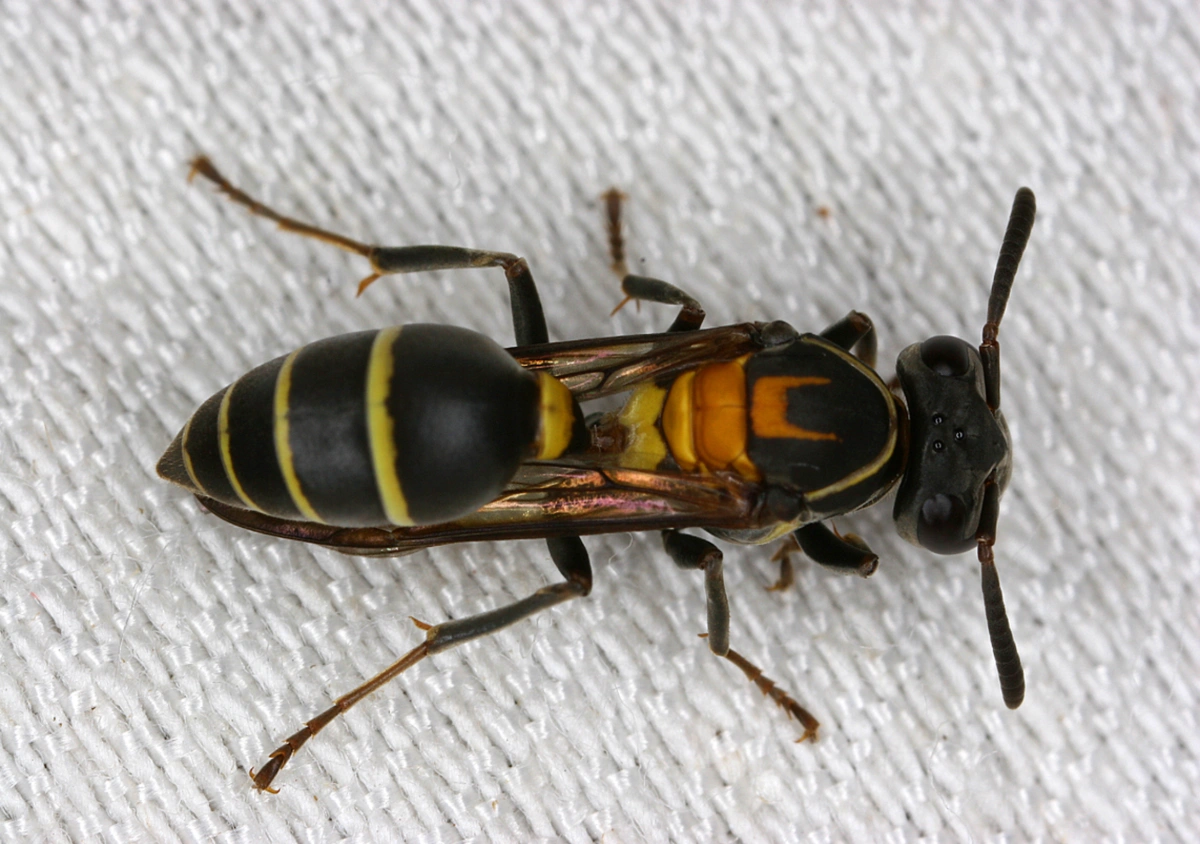 Veneno de marimbondo pode ajudar no tratamento do Alzheimer, aponta pesquisa da UnB
