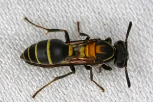 Veneno de marimbondo pode ajudar no tratamento do Alzheimer, aponta pesquisa da UnB (Foto: Tempo.com)