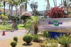 A Empresa Brasileira de Pesquisa Agropecuária (Embrapa) recebeu autorização excepcional da Agência Nacional de Vigilância Sanitária (Anvisa) (Foto: Embrapa)