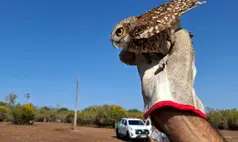 Semarh devolve 50 animais à natureza e reforça compromisso com a vida no Piauí