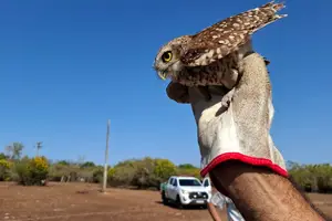 Animais silvestres após adaptação são soltos (Foto: Semarh)