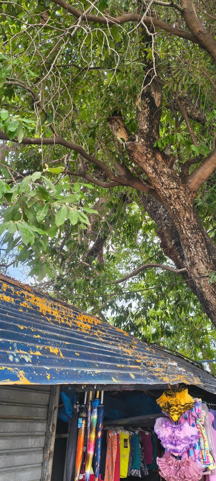 Árvore condenada no terminal rodoviário rural de Teresina