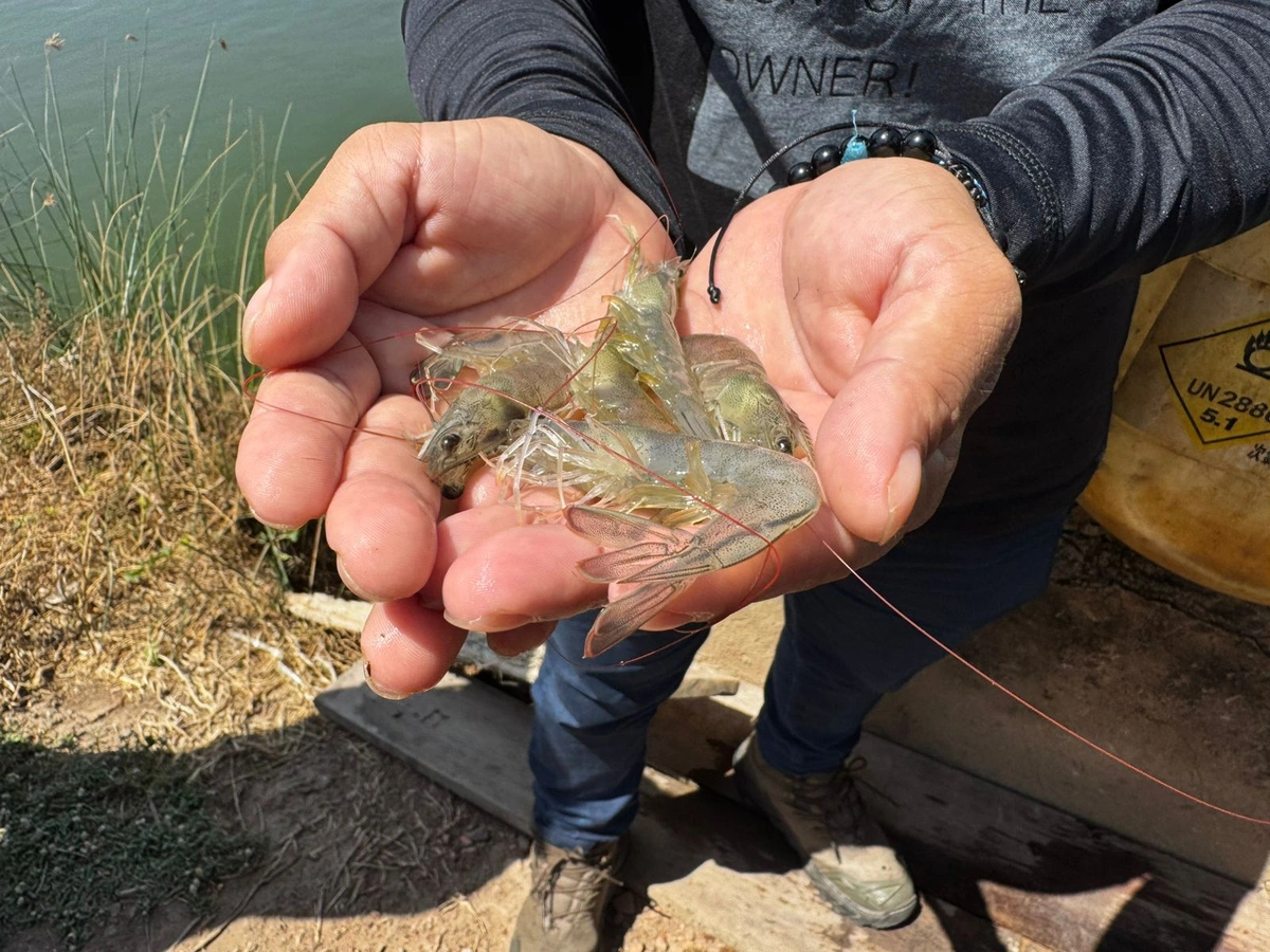 Camarão em cativeiro