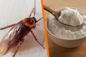 Como se livrar de baratas com bicarbonato de sódio: veja como fazer corretamente (Foto: Reprodução)