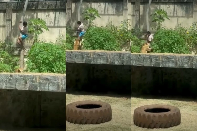 Homem morreu na manhã deste domingo (30) após invadir o recinto de uma leoa no Parque Zoobotânico Arruda Câmara, em João Pessoa (PB)