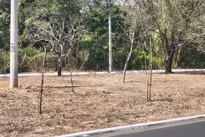 Mudas de árvores mortas no canteiro central da Avenida Cajuína zona leste de Teresina (Foto: Revista40graus)