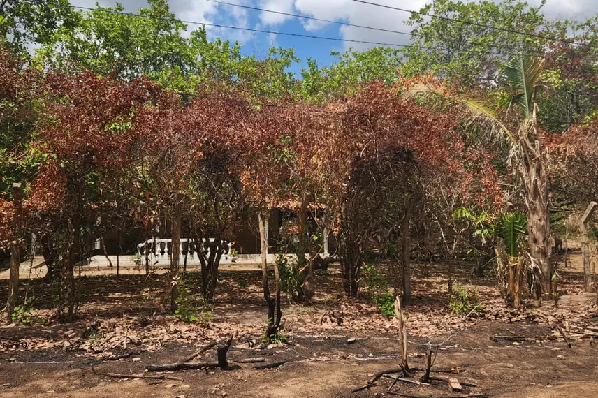 Residência na Rua Amadeus Paulo