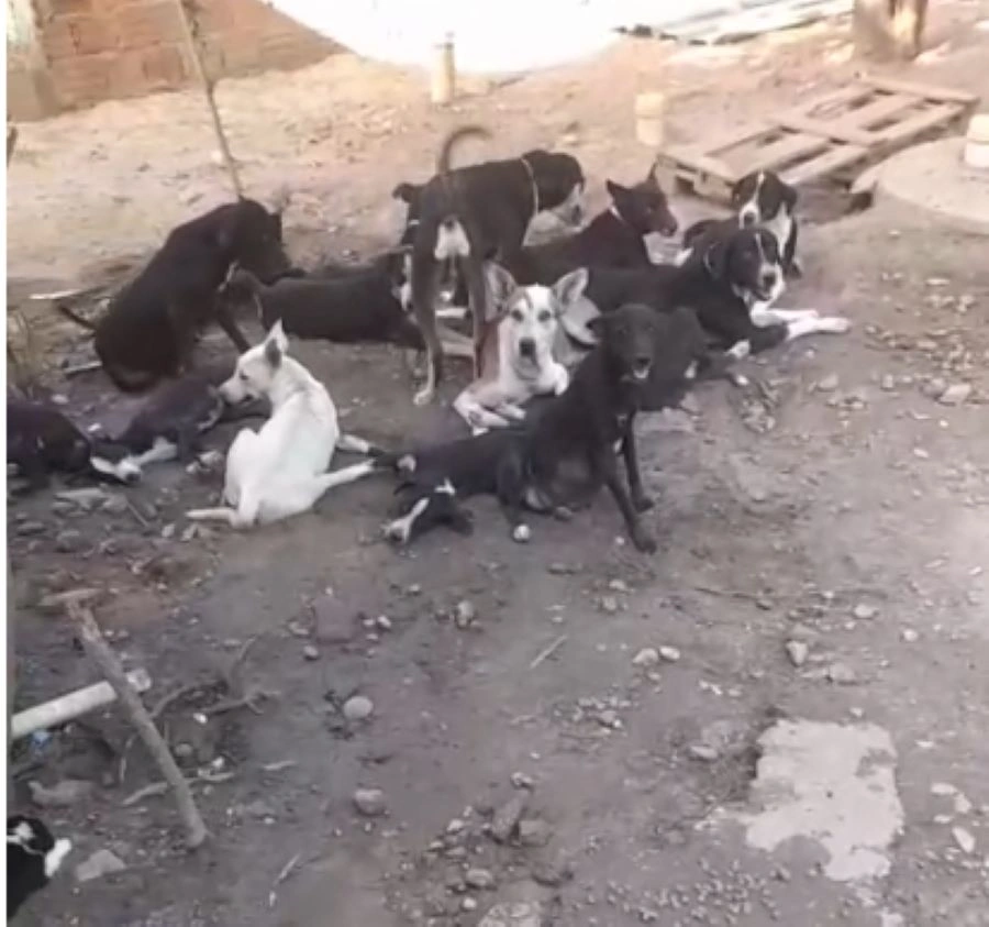 Abrigo Patinhas do Coração pede ajuda