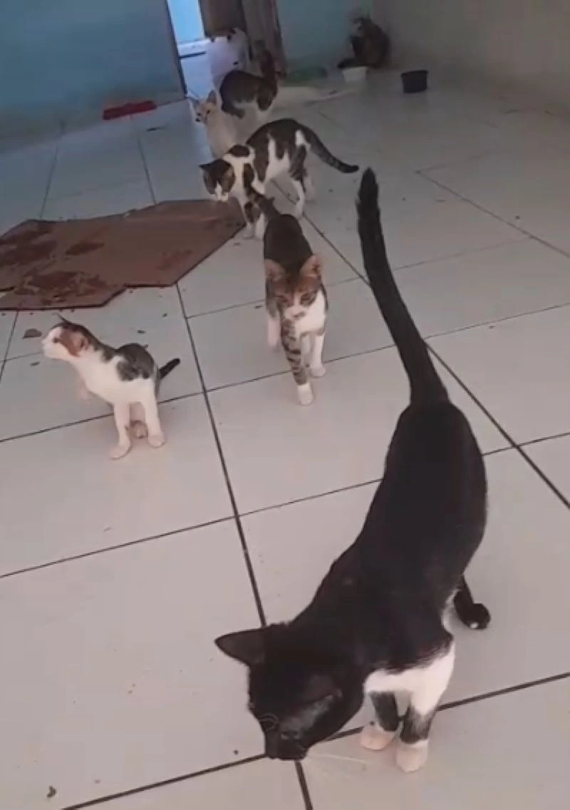 Abrigo Patinhas do Coração pede ajuda