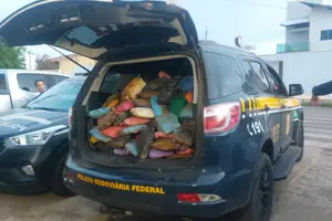 Apreensão de  cerca de 350 kg de skunk, na tarde desta segunda-feira (1º) em Picos-PI (Foto: PRF)