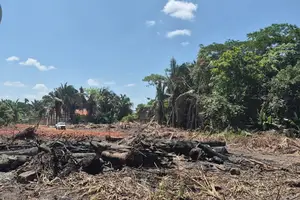 Semarh flagra desmatamento ilegal (Foto: Semarh)