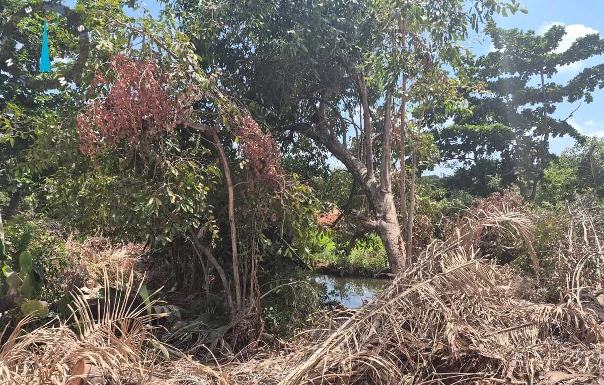 Semarh flagra desmatamento ilegal