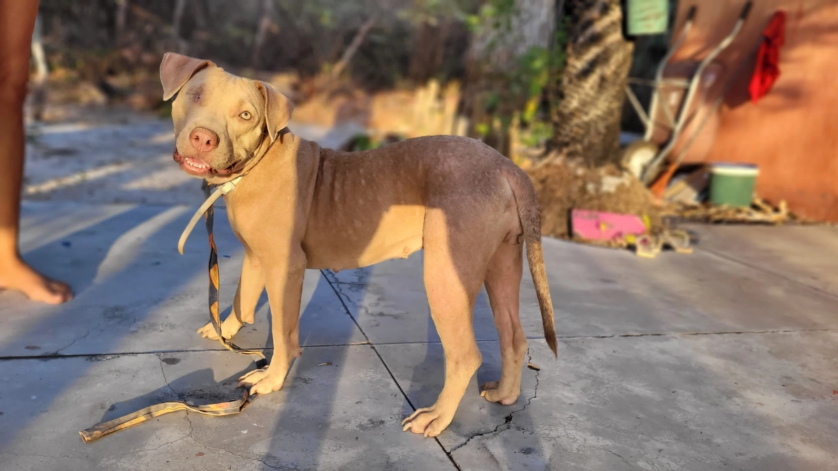 Pitbull em tratamento veterinário é furtada em Barra Grande
