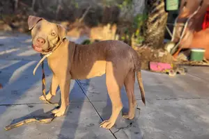 Pitbull em tratamento veterinário é furtada em Barra Grande (Foto: Reprodução)