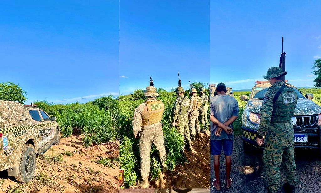 Polícia erradica plantação de maconha e apreende 5 toneladas no Piauí