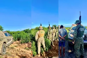 Polícia erradica plantação de maconha e apreende 5 toneladas no Piauí (Foto: Reprodução)