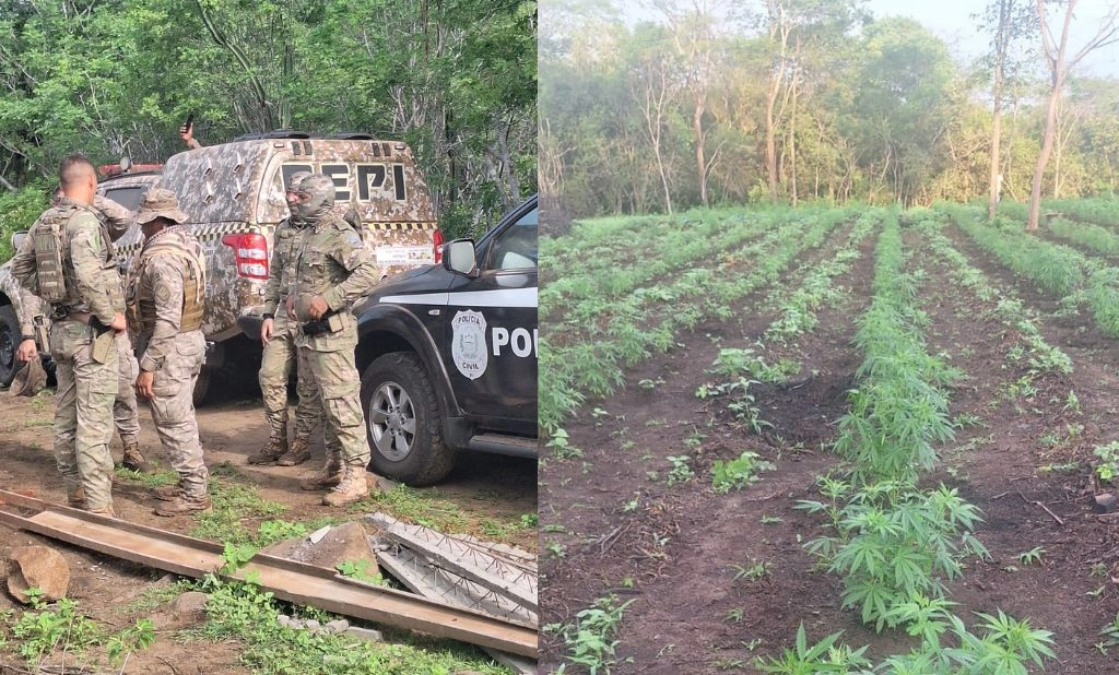 Polícia Militar desarticula plantio de maconha de 3 hectares no Piauí