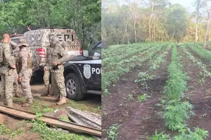 Polícia Militar desarticula plantio de maconha de 3 hectares no Piauí (Foto: Reprodução)