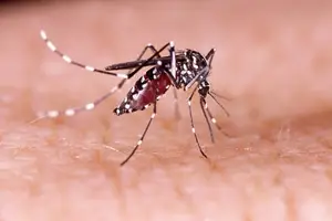 Dengue (Foto: shutterstock)