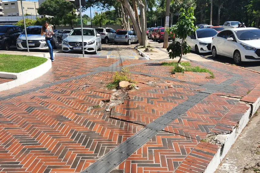 Árvore cortada totalmente Árvore cortada totalmente