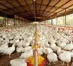 Brasil se declara livre da gripe aviária em granjas comerciais