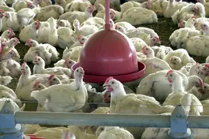 Aves de subsistência não traz restrições (Foto: Reprodução)
