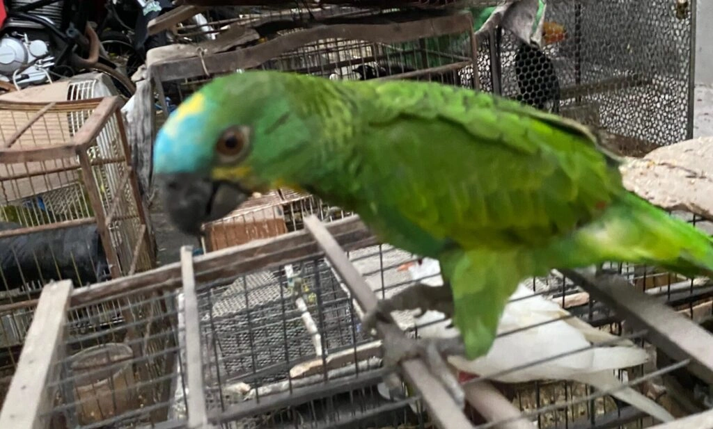 Papagaio