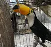 Polícia Civil e Companhia de Policiamento Ambiental resgatam 70 animais silvestres