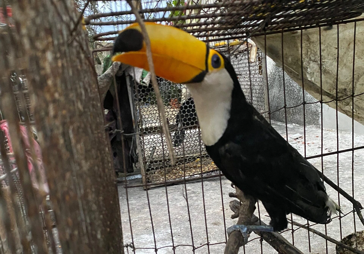Tucano