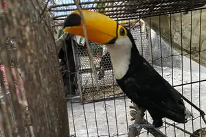 Tucano (Foto: SSP-PI)