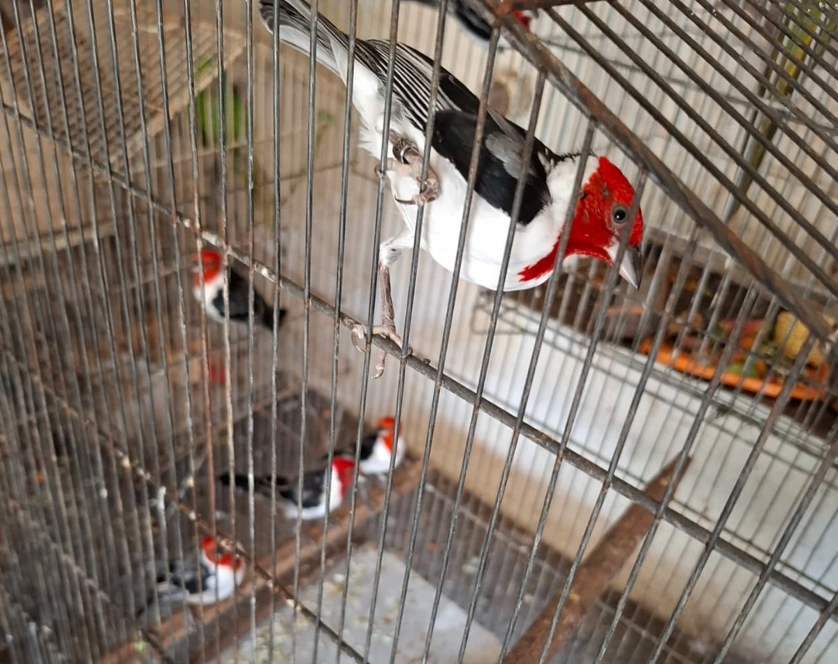 Animais reabilitados que são soltos