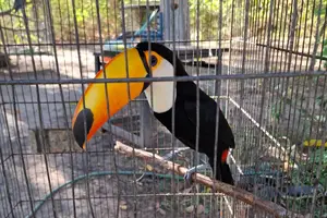 Animais reabilitados que são soltos (Foto: Reprodução)