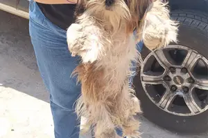 Cãozinho resgatado (Foto: Reprodução)