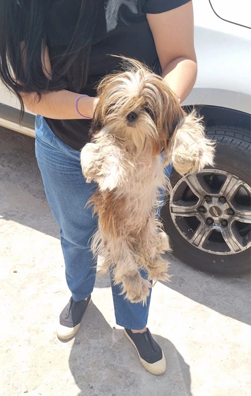 Cãozinho resgatado