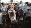 Abate de vacas supera o de bois pela primeira vez no Brasil