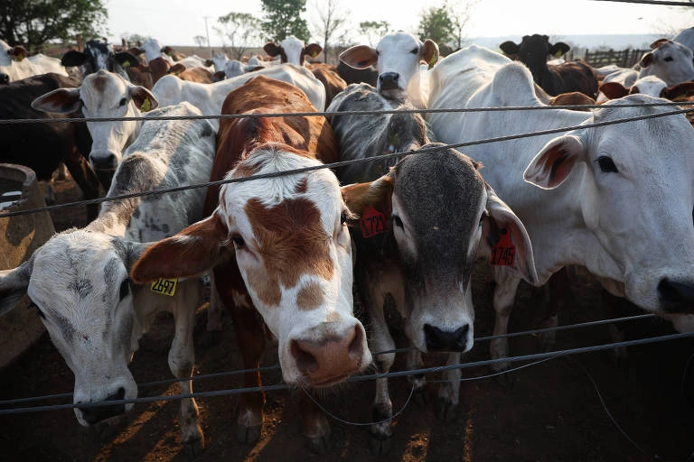 Criação de gado da Fazenda Rancho Grande