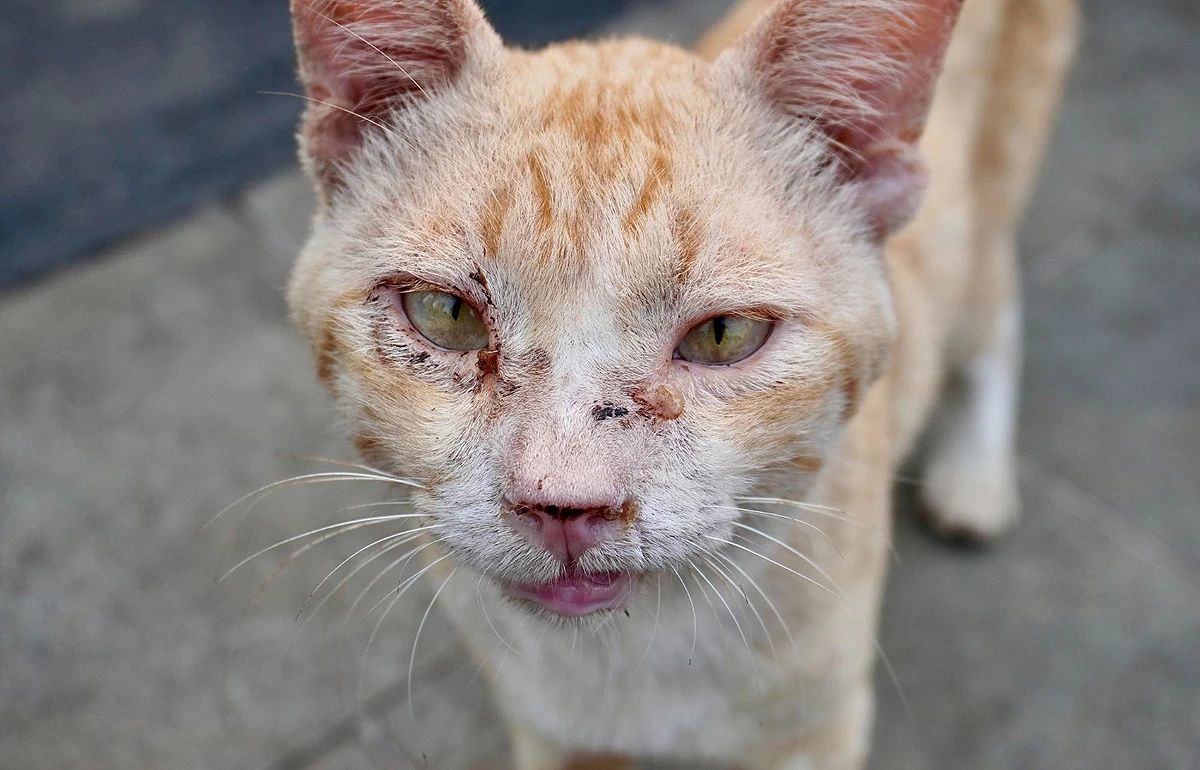 Doença causada por fungo tem alta incidência no Brasil, afeta principalmente felinos e pode ser transmitida às pessoas