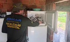 Fiscalização da Semarh flagra atividade irregular durante a piracema e apreende 66 kg de peixe no sul do Piauí