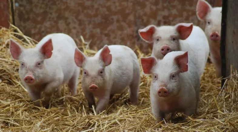 Rafael Fonteles declara estado de emergência em todo o Piauí após registro de peste suína