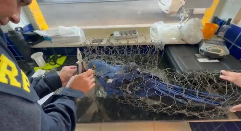 Arara-azul resgatada em porta-malas de carro morre no PI vítima de maus-tratos