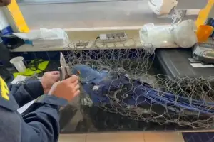 Arara-azul resgatada em porta-malas de carro morre no PI vítima de maus-tratos (Foto: PRF)