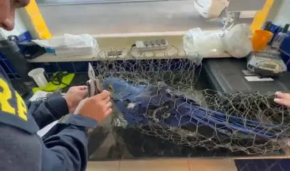 Crime no porta-malas, lei na pista: PRF resgata arara-azul no PI