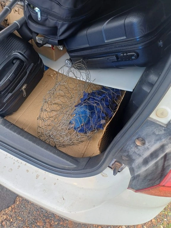 Arara-azul resgatada em porta-malas de carro morre no PI vítima de maus-tratos