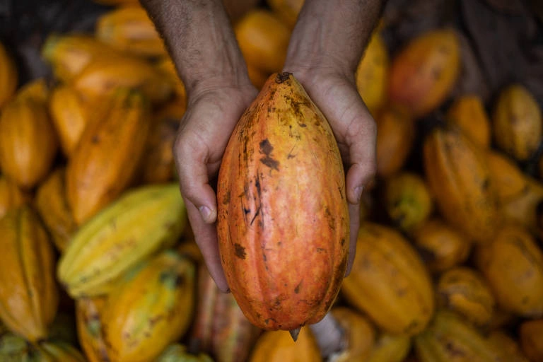 Cacau orgânico plantado no assentamento Dois Riachões, em Ibirapitanga (BA)